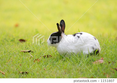 兔子黃昏 1151807