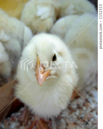 chick chick 1152313
