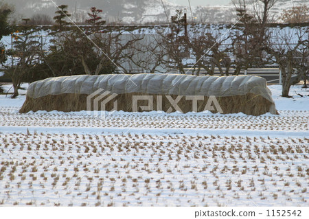 Stacked straw 1152542