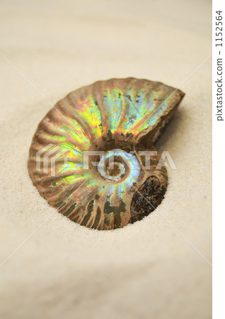 看到遊戲和縫合的亞捫人化石。 1152564