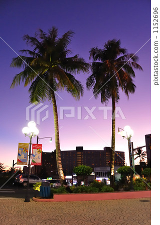 Palm tree Palm tree 1152696