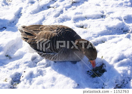 吃草的鴨子 1152763