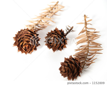 Pine cones (coniferous) 3 of Kouyouzan (Hiroba cedar) 1152809