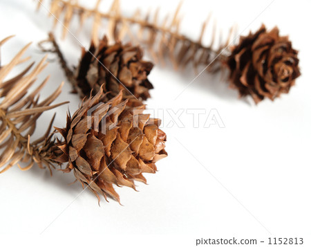 Pine cones (coniferous) 3 of Kouyouzan (Hiroba cedar) 1152813