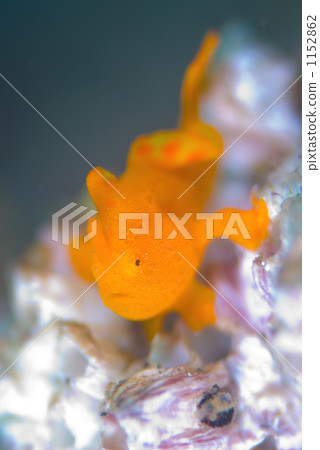 Iro frog anko juvenile fish 1152862