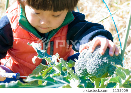 Harvesting broccoli 1153009