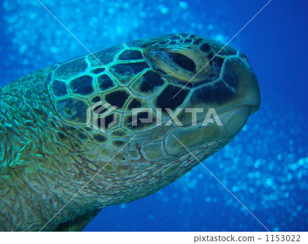 綠海龜 海龜 水生的 1153022