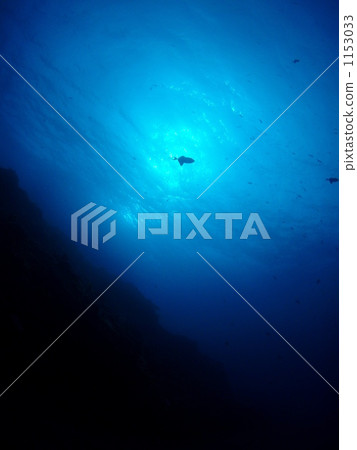 aquatic, in the water, underwater 1153033