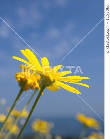 朱利葉斯黛西 1153066