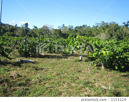 伊朗伊朗 伊朗伊朗 1153124