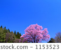 大山櫻 櫻花 北日本山櫻桃 1153523