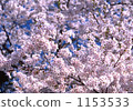 吉野櫻花樹 櫻花 櫻 1153533