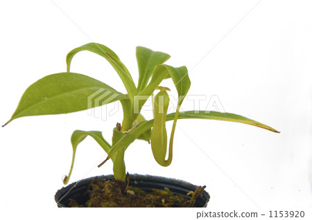 豬籠草 裝飾性植物 食蟲植物 1153920
