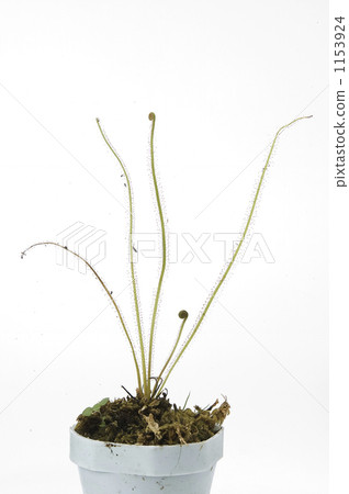 茅膏菜 裝飾性植物 食蟲植物 1153924