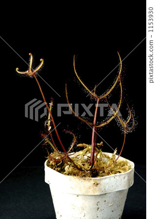 茅膏菜 裝飾性植物 食蟲植物 1153930