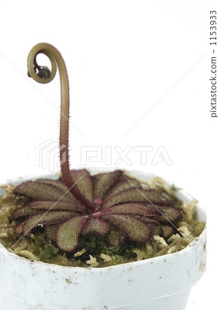 茅膏菜 裝飾性植物 食蟲植物 1153933