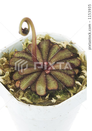 茅膏菜 裝飾性植物 食蟲植物 1153935