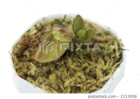 豬籠草 裝飾性植物 食蟲植物 1153936