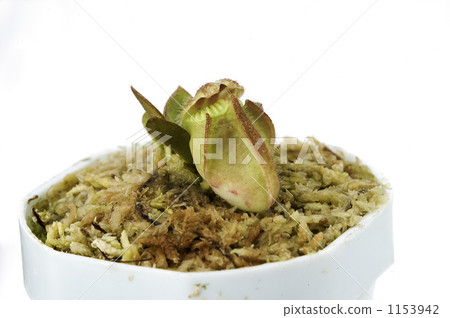裝飾性植物 豬籠草 食蟲植物 1153942