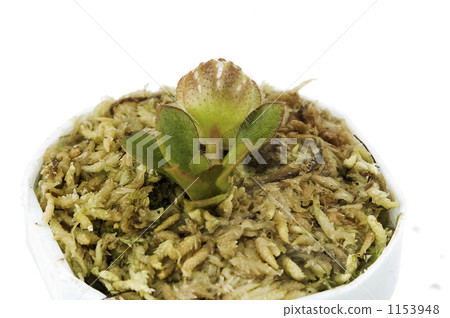 an ornamental plant, pitcher plant, carnivorous plant 1153948