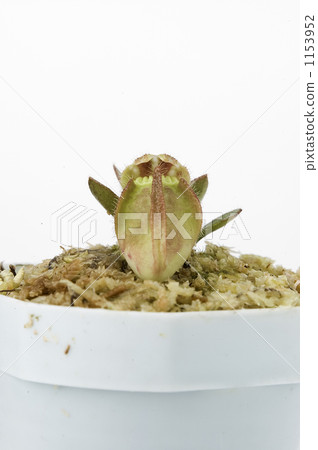 pitcher plant, an ornamental plant, carnivorous plant 1153952