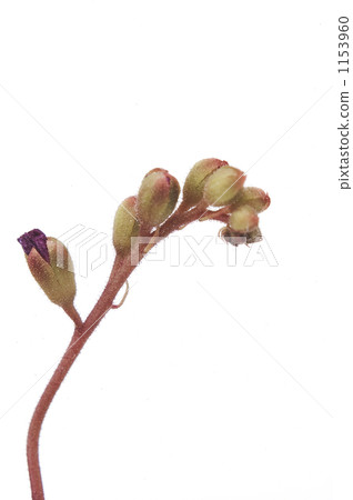 茅膏菜 裝飾性植物 食蟲植物 1153960