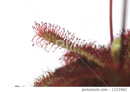 茅膏菜 裝飾性植物 食蟲植物 1153962