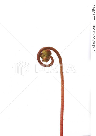 茅膏菜 裝飾性植物 食蟲植物 1153963