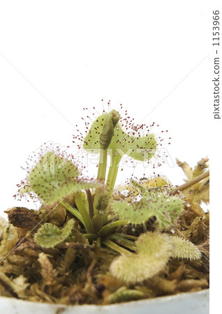 茅膏菜 裝飾性植物 食蟲植物 1153966