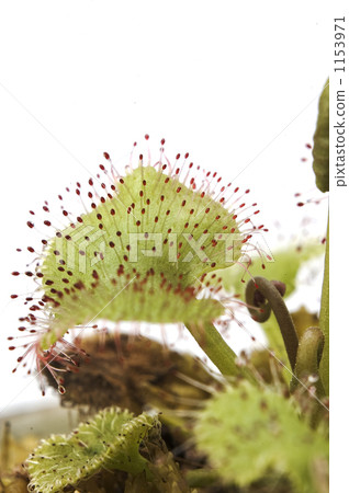 茅膏菜 裝飾性植物 食蟲植物 1153971