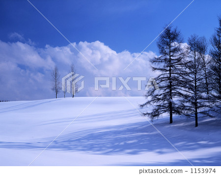 白雪皚皚 雪景 樹木 1153974