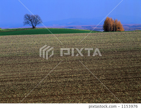 field, biei, hill 1153976