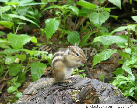 Rain noodle squirrel 1154174