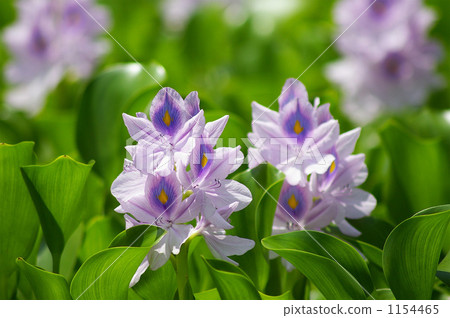 Water hyacinth 1154465