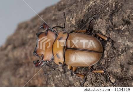 gloss, stag beetle, wood 1154569