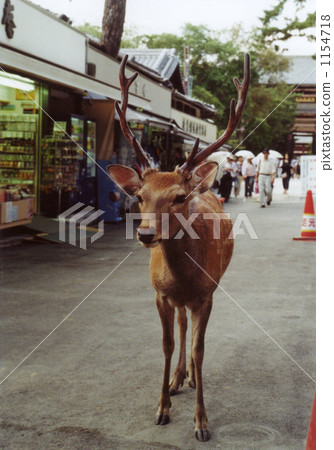 Deer in Nara Park Deer in Nara Park 1154718