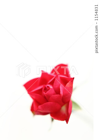 迷你玫瑰 1154831