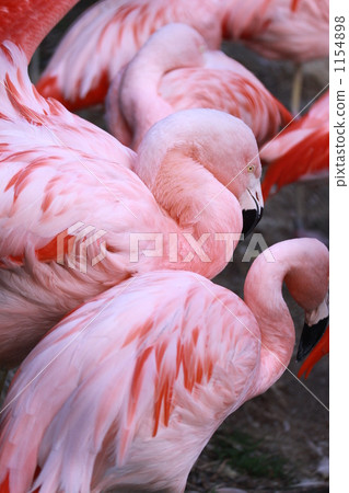 火烈鳥 火鶴 紅鶴 1154898