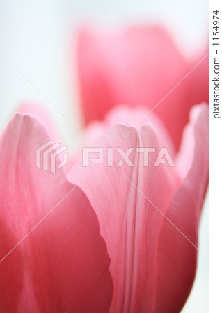 鬱金香 白背景 花瓣 1154974