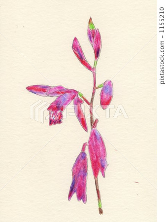 bletilla striata, bloom, blossom 1155210