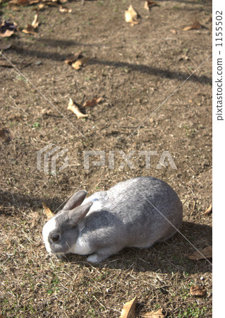 落基山兔 1155502