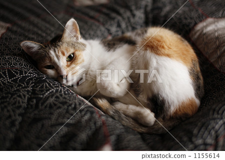 毛孩 貓 貓咪 1155614