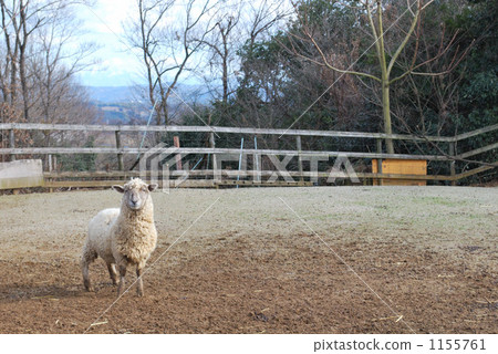 綿羊 一隻小動物 大農場 1155761