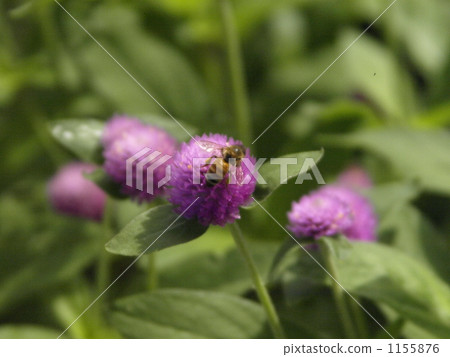 一隻蜜蜂 一隻蜜蜂 1155876