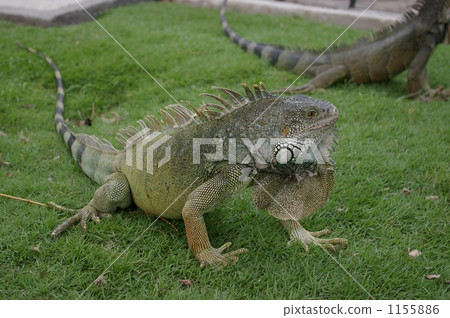 Up of Iguana 1155886