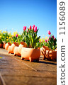 Tulip 1156089