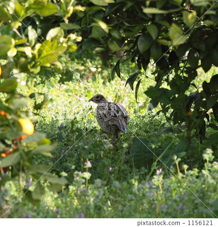 日本鵪鶉 1156121