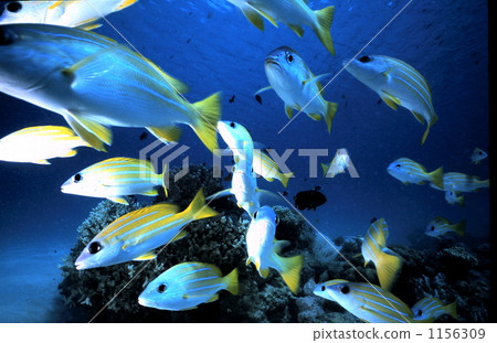 熱帶魚 四帶笛鯛 沖繩 1156309