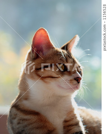 毛孩 貓 貓咪 1156528