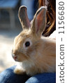 Rabbit  1156680